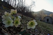 86 Ellebori con vista in Corno Zuccone